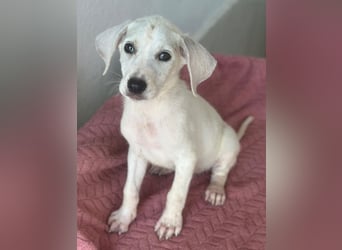 Lily, geb. ca. 05/2026, lebt in GRIECHENLAND, im städt. Tierheim Serres