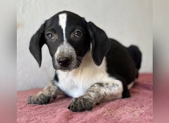 Willow, geb. ca. 06/2026, lebt in GRIECHENLAND, auf einer privaten Pflegestelle