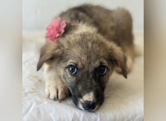 Karolina, geb. ca. 03/2026, lebt in GRIECHENLAND, im städt. Tierheim Serres