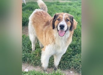 Barkley, geb. ca. 10/2024, lebt in GRIECHENLAND, auf einer privaten Pflegestelle