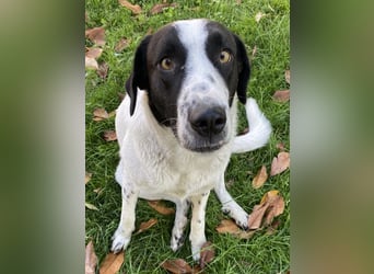 Penny, geb. ca. 05/2023, lebt in GRIECHENLAND, im städt. Tierheim Serres