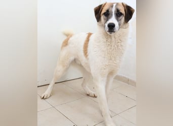 Taro, geb. ca. 08/2018, lebt in GRIECHENLAND, im städt. Tierheim Serres