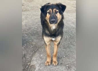 Glinda, geb. ca. 07/2025, lebt in GRIECHENLAND, im städt. Tierheim Serres