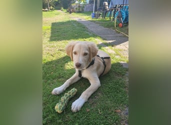 Fluffy-Boo, geb. ca. 04/2026, lebt auf einer Pflegestelle in 44651 Herne