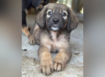 Harissa, geb. ca. 05/2026, lebt in GRIECHENLAND, im städt. Tierheim Serres