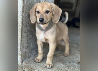 Vanilla, geb. ca. 05/2026, lebt in GRIECHENLAND, im städt. Tierheim Serres