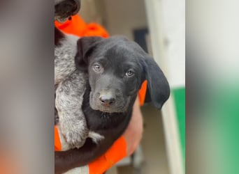 Morus, geb. ca. 11/2025, lebt in GRIECHENLAND, auf einer privaten Pflegestelle