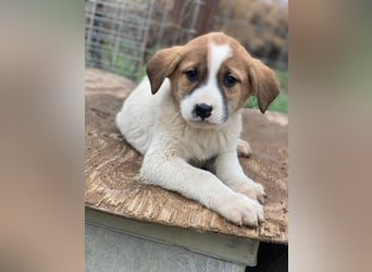 Bufala, geb. ca.11/2025, lebt in GRIECHENLAND, auf einer privaten Pflegestelle