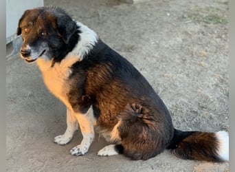Harwin, geb. ca. 11/2018, lebt in GRIECHENLAND, im städt. Tierheim Serres