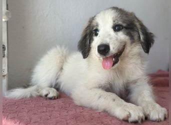 Paloma, geb. ca. 05/2026, lebt in GRIECHENLAND, im städt. Tierheim Serres