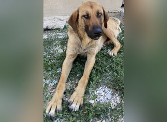 Xawi, geb. ca. 12/2019, lebt in GRIECHENLAND, im städt. Tierheim Serres