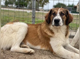 Barkley, geb. ca. 10/2024, lebt in GRIECHENLAND, auf einer privaten Pflegestelle