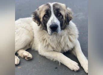 Chef, geb. ca. 07/2025, lebt in GRIECHENLAND, im städt. Tierheim Serres