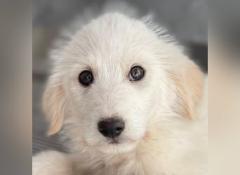 Zucker, geb. ca. 01/2026, lebt in GRIECHENLAND, auf einer privaten Pflegestelle