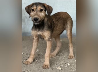 Woody, geb. ca. 02/2026, lebt in GRIECHENLAND, im städt. Tierheim Serres