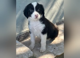 Tinkerbelle, geb. ca. 06/2026, lebt in GRIECHENLAND, im städt. Tierheim Serres