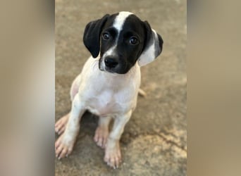 Milia, geb. ca. 05/2026, lebt in GRIECHENLAND, im städt. Tierheim Serres