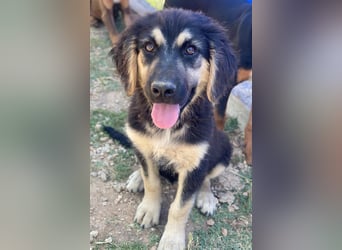 Quana, geb. ca. 02/2025, lebt in GRIECHENLAND, auf einer privaten Pflegestelle