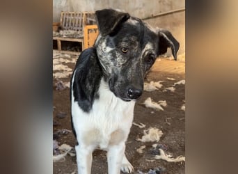 Kaiser, geb. ca. 12/2023, lebt in GRIECHENLAND, auf einem Gelände, Hunde werden notdürftig versorgt