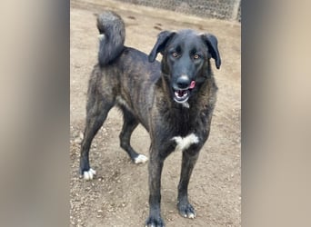 Niabi, geb. ca. 05/2023, lebt in GRIECHENLAND, im städt. Tierheim Serres