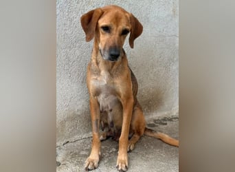 Angelina, geb. ca. 07/2022, lebt in GRIECHENLAND, im städt. Tierheim Serres