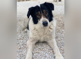 Xalia, geb. ca. 03/2018, lebt in GRIECHENLAND, im städt. Tierheim Serres