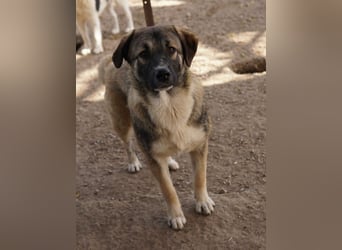 Davio, geb. ca. 06/2023, lebt in GRIECHENLAND, im städt. Tierheim Serres