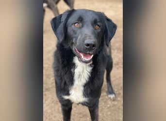 Panthera, geb. ca. 05/2023, lebt in GRIECHENLAND, auf einer privaten Pflegestelle