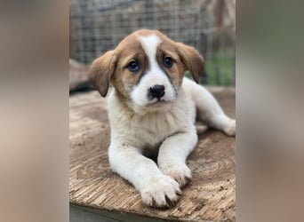 Bufala, geb. ca.11/2025, lebt in GRIECHENLAND, auf einer privaten Pflegestelle