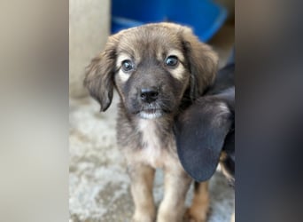 Harissa, geb. ca. 05/2026, lebt in GRIECHENLAND, im städt. Tierheim Serres