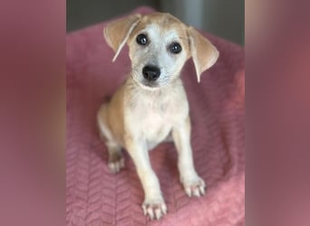 Rosie, geb. ca. 05/2026, lebt in GRIECHENLAND, im städt. Tierheim Serres