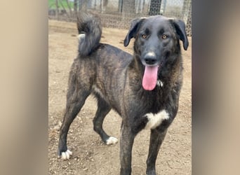 Niabi, geb. ca. 05/2023, lebt in GRIECHENLAND, im städt. Tierheim Serres