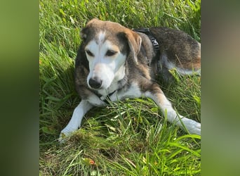 Portia, geb. ca. 06/2017, lebt auf einer Pflegestelle in 21220 Seevetal