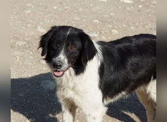 Herr Jasper, geb. ca. 05/2024, lebt in GRIECHENLAND, im städt. Tierheim Serres