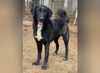 Panthera, geb. ca. 05/2023, lebt in GRIECHENLAND, auf einer privaten Pflegestelle