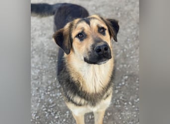 Elphaba, geb. ca. 07/2025, lebt in GRIECHENLAND, im städt. Tierheim Serres