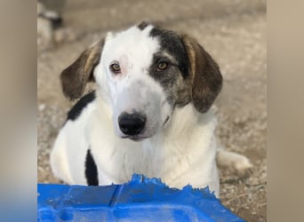  Colette, geb. ca. 02/2022, lebt in GRIECHENLAND, im städt. Tierheim Serres