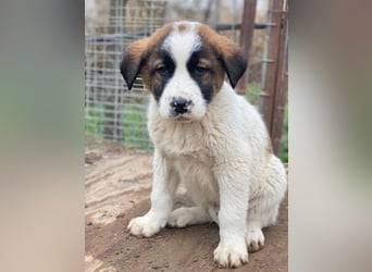 Diavolo, geb. ca. 11/2025, lebt in GRIECHENLAND, auf einer privaten Pflegestelle