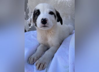 Alain, geb. ca. 06/2023, lebt in GRIECHENLAND, im städt. Tierheim Serres
