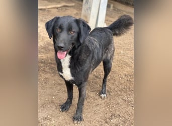 Panthera, geb. ca. 05/2023, lebt in GRIECHENLAND, auf einer privaten Pflegestelle