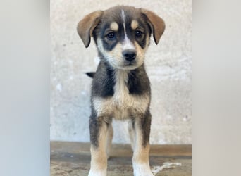 Sissy, geb. ca. 03/2026, lebt in GRIECHENLAND, auf einer privaten Pflegestelle