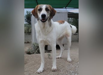 Lance, geb. ca. 02/2022, lebt in GRIECHENLAND, im städt. Tierheim Serres