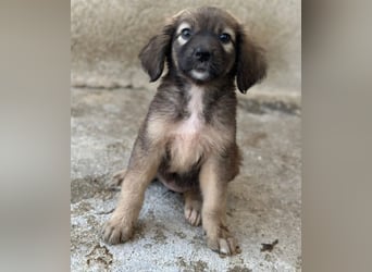 Harissa, geb. ca. 05/2026, lebt in GRIECHENLAND, im städt. Tierheim Serres