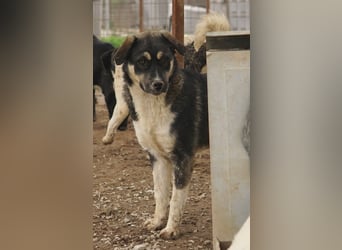 Susi, geb. ca. 09/2022, lebt in GRIECHENLAND, im städt. Tierheim Serres