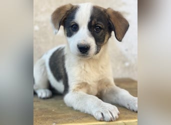 Yoko, geb. ca. 03/2026, lebt in GRIECHENLAND, auf einer privaten Pflegestelle