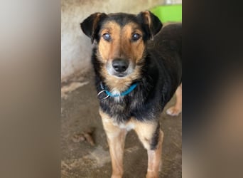 Tizian, geb. ca. 04/2022, lebt in GRIECHENLAND, auf einer privaten Pflegestelle