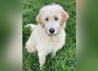 Arina, geb. ca. 10/2024, lebt in GRIECHENLAND, im städt. Tierheim Serres