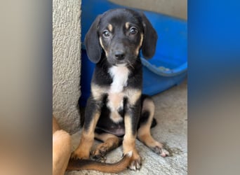 Chia geb. ca. 05/2026, lebt in GRIECHENLAND, im städt. Tierheim Serres