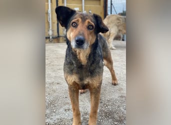 Violetta, geb. ca. 09/2018, lebt in GRIECHENLAND, im städt. Tierheim Serres