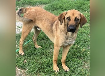 Xawi, geb. ca. 12/2019, lebt in GRIECHENLAND, im städt. Tierheim Serres